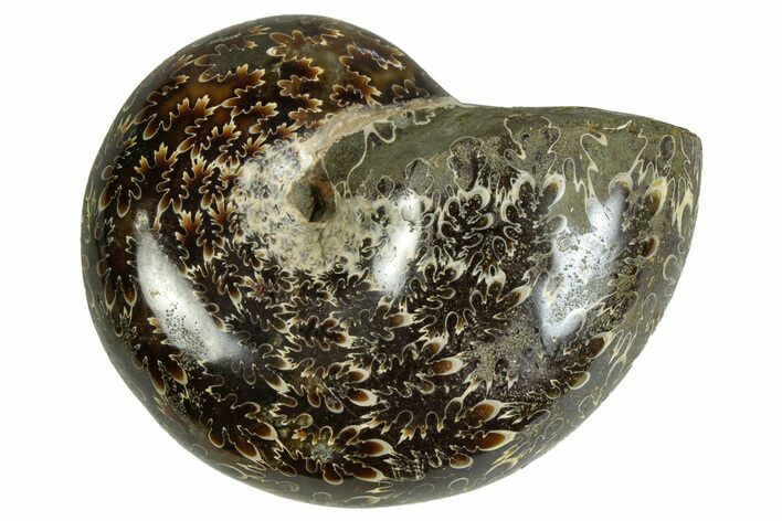 Polished Agatized Ammonite (Phylloceras?) Fossil - Madagascar #230120